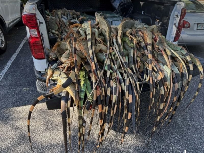 South Florida Cold Snap Leaves Iguanas “Frozen” and Falling, With Over 5,000 Turned In as Trappers Remove Thousands More